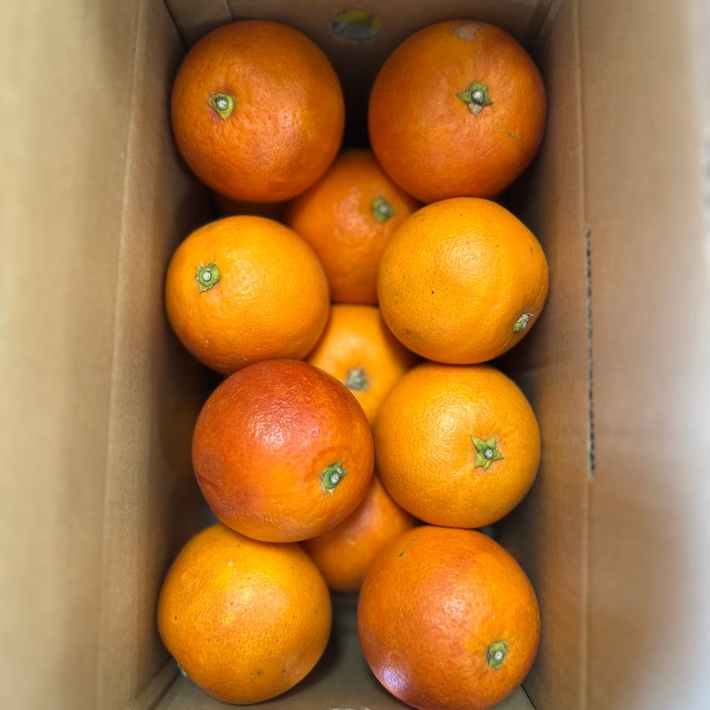 完売御礼】国産ブラッドオレンジ2.5kg（家庭用）【佐賀県太良町産