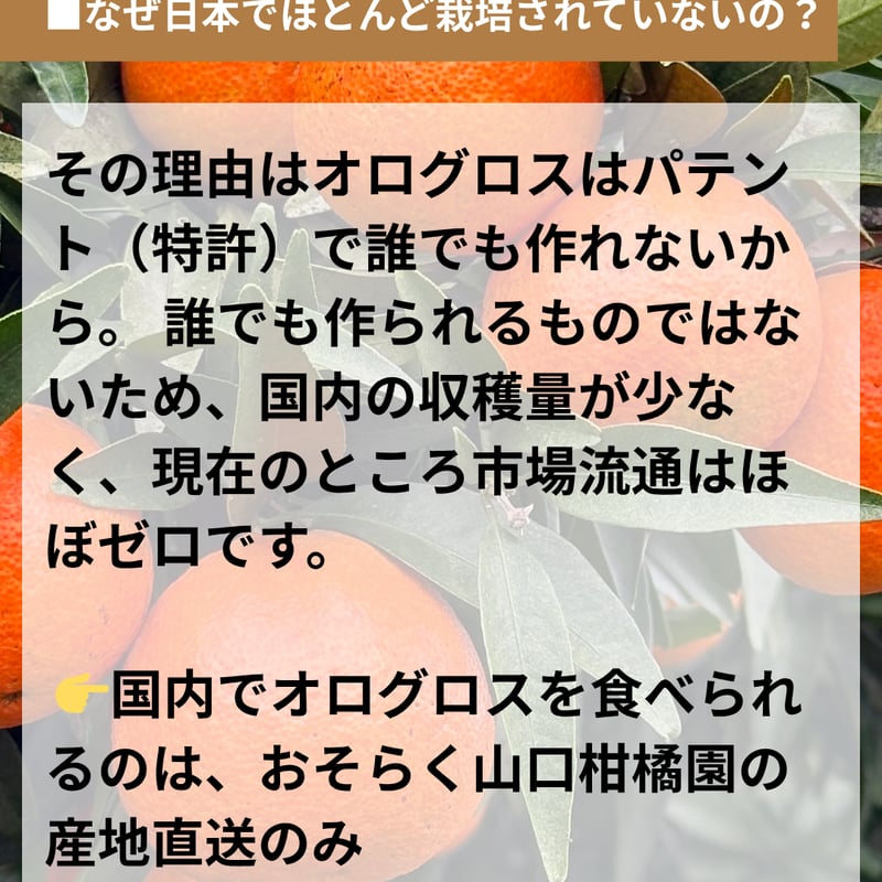 完売御礼】山口柑橘園さんの国産オログロス（クレメンティン早生）2kg