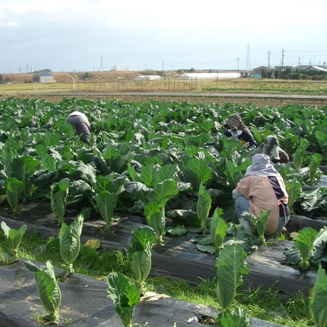 フジワラの青汁（粉末）お試しタイプ（3g×10包）｜国産有機野菜ケール100％【有機JAS認定】【普通郵便】