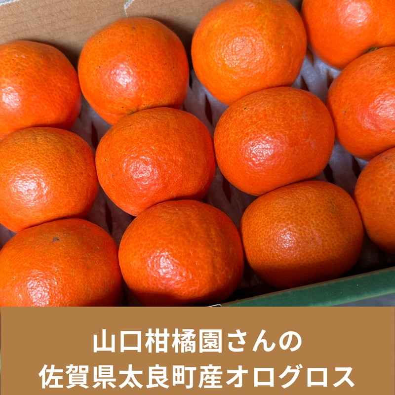 完売御礼】山口柑橘園さんの国産オログロス（クレメンティン早生）2kg