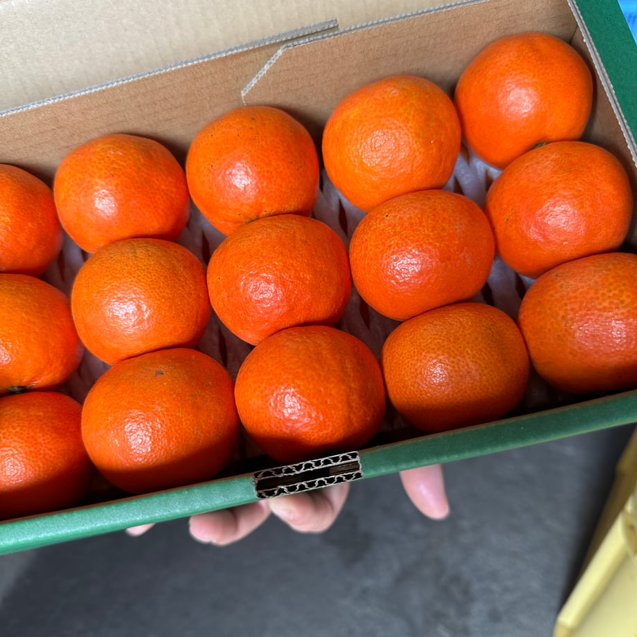 【予約販売】山口柑橘園さんの国産オログロス（クレメンティン早生）5kg（佐賀県太良町産）【代引不可】5,833円