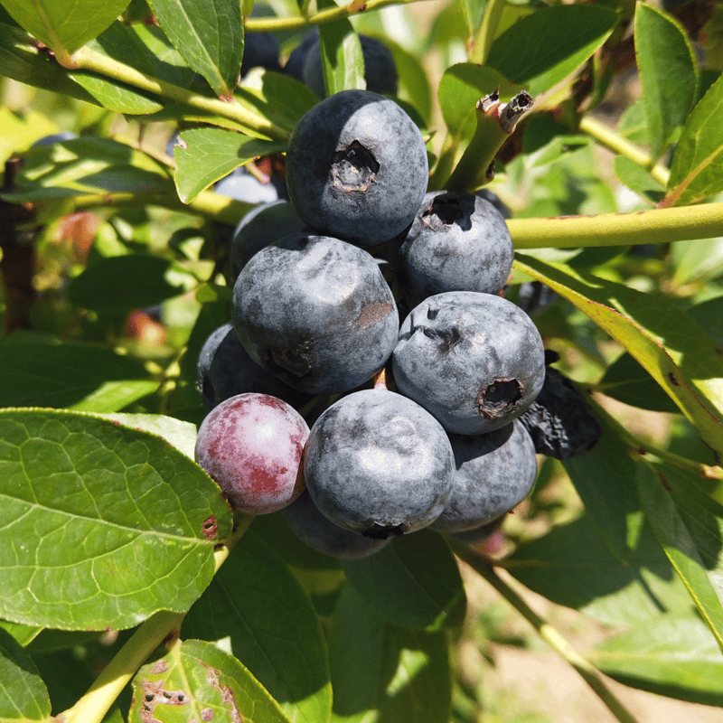 完売御礼】有機JAS 冷凍ブルーベリー 500g（長崎県 百笑会）【産直便