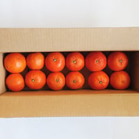 【完売御礼】【わけあり品】オログロス約900g（12個）（佐賀県太良町産）【数量限定】