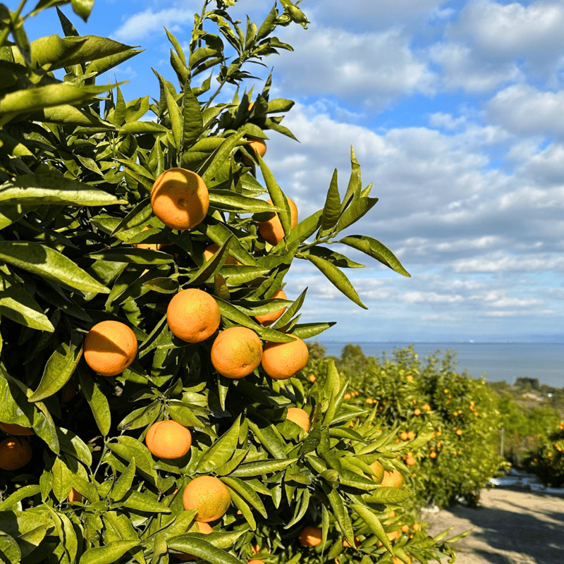 完売御礼】山口柑橘園のクレメンティン100％ジュース500ml×6本セット