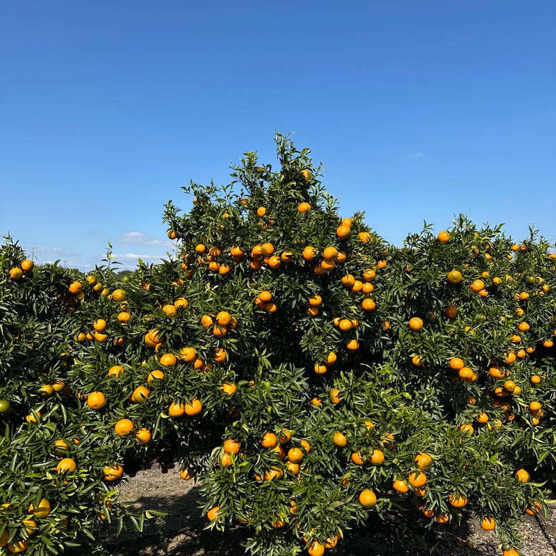 完売御礼】山口柑橘園さんの国産オログロス（クレメンティン早生）5kg