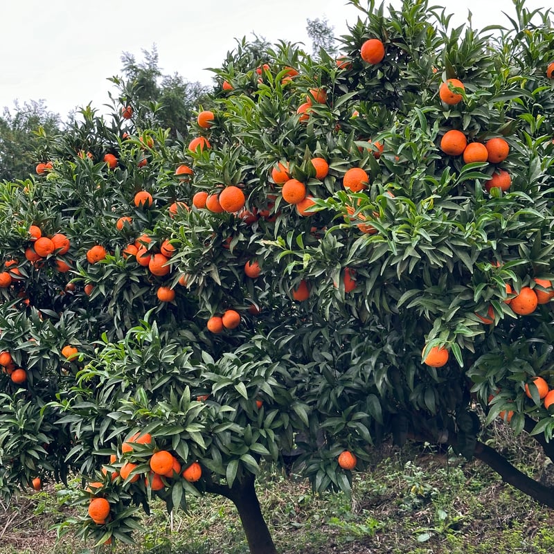完売御礼】山口柑橘園さんの国産オログロス（クレメンティン早生）5kg