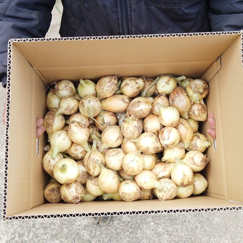 完売御礼】有機JAS 新玉ねぎ8kg（長崎県雲仙市）【スープ用】【産直便