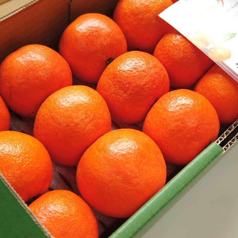 完売御礼】山口柑橘園さんの国産オログロス（クレメンティン早生）5kg