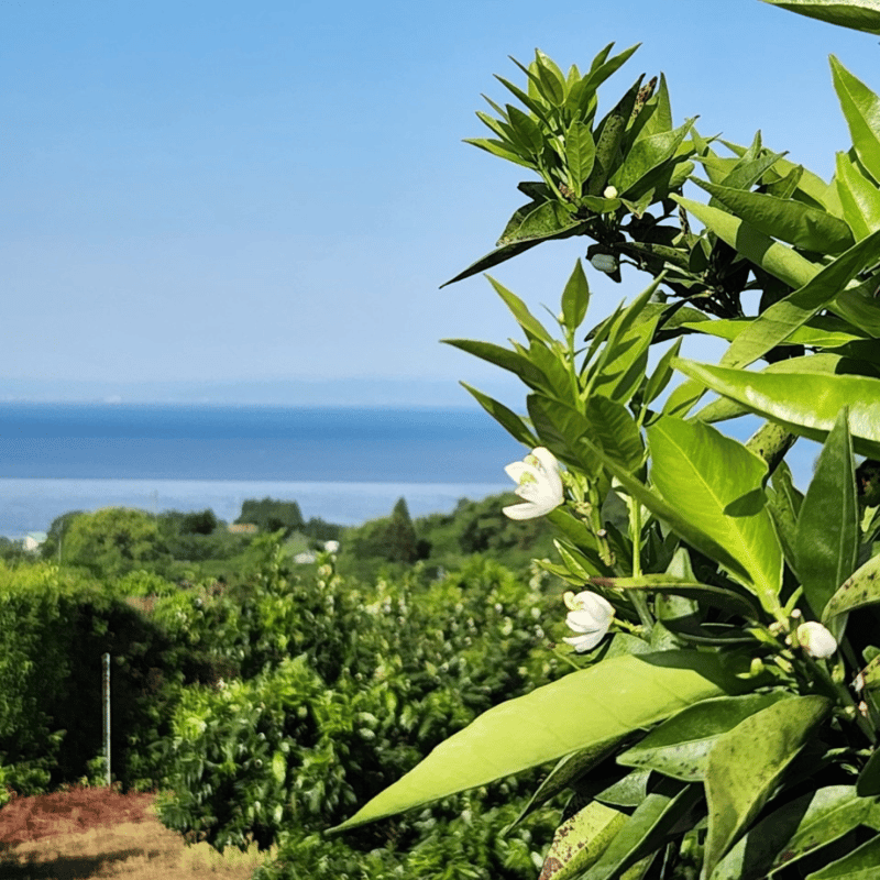 予約販売】山口柑橘園のクレメンティン100％ジュース500ml×2本セット