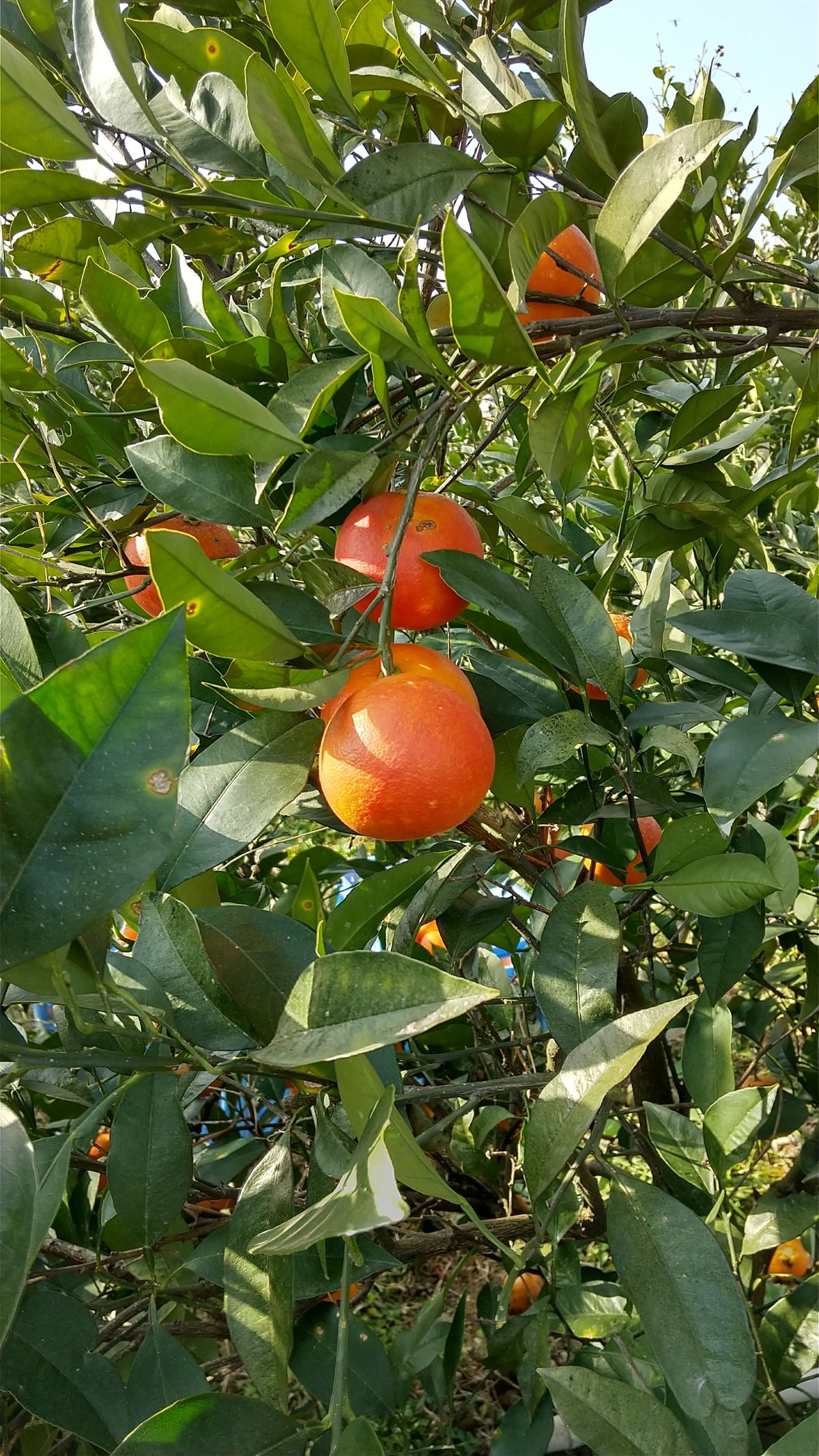 完売御礼】国産ブラッドオレンジ5kg（家庭用）【佐賀県太良町産