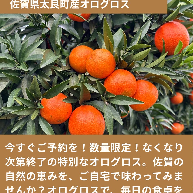 ご予約分orange Orange Kawasaki Ninja ZX-6R Motorcycles For Sale - Cycle Trader