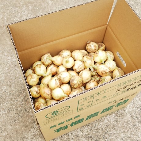 【完売御礼】有機JAS 新玉ねぎ8kg（長崎県雲仙市）【スープ用】【産直便】【ばあちゃんの料理教室お墨付き！】【同梱不可】