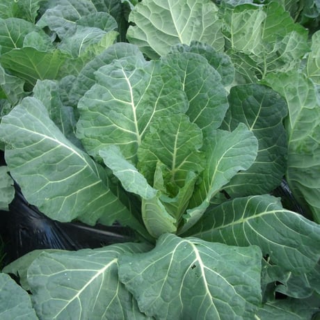 フジワラの青汁（粉末）お試しタイプ（3g×10包）｜国産有機野菜ケール100％【有機JAS認定】【普通郵便】