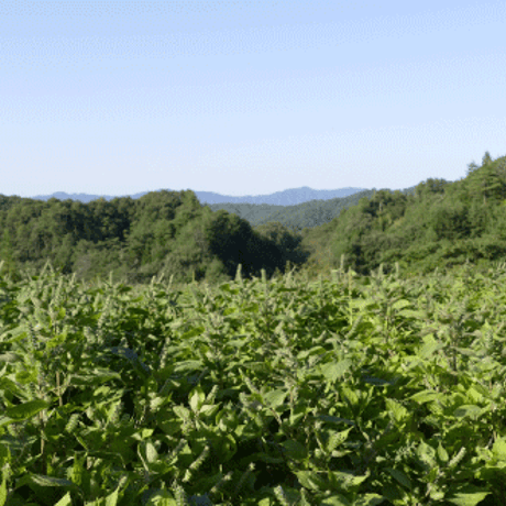 【夏のボーナスセール】島根県産えごま油 50g×30本セット【業務用卸売り】