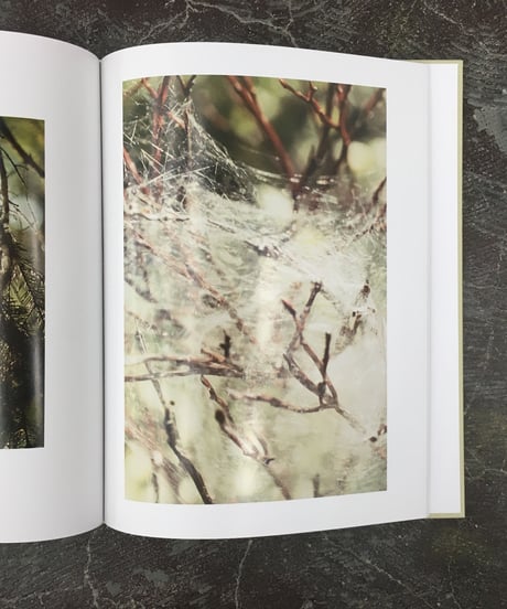 Anders Edstrom  "Waiting some birds a bus a woman/Spidernet place a crew"