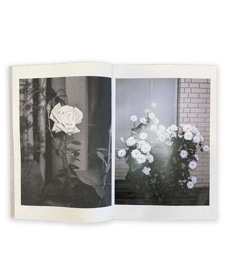Sly Morikawa "City of Roses"