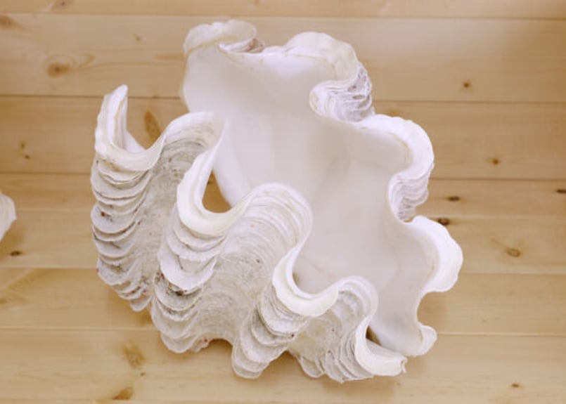 シャコガイ　ヒレシャコ貝　インテリア シャコガイ両面 現品 No.27（ヒレシャコガイ）【約26cm 3.6