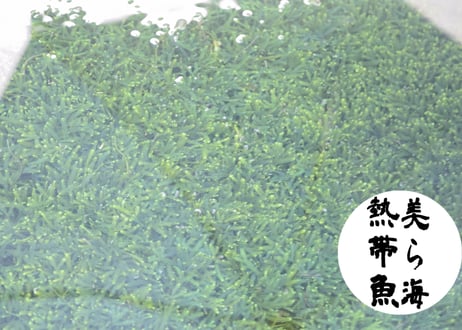 コケイワヅタ（送料無料）