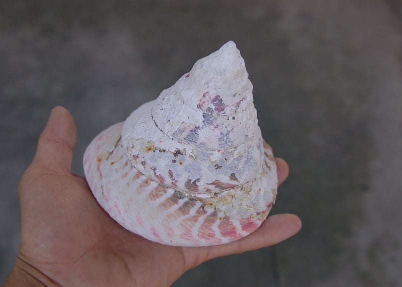 高瀬貝(タカセ貝)の貝殻(約250g〜450g)(送料無料)(正規品 高瀬貝(タカセ貝)の貝殻(約250g〜450g)(送料無料)(正規品