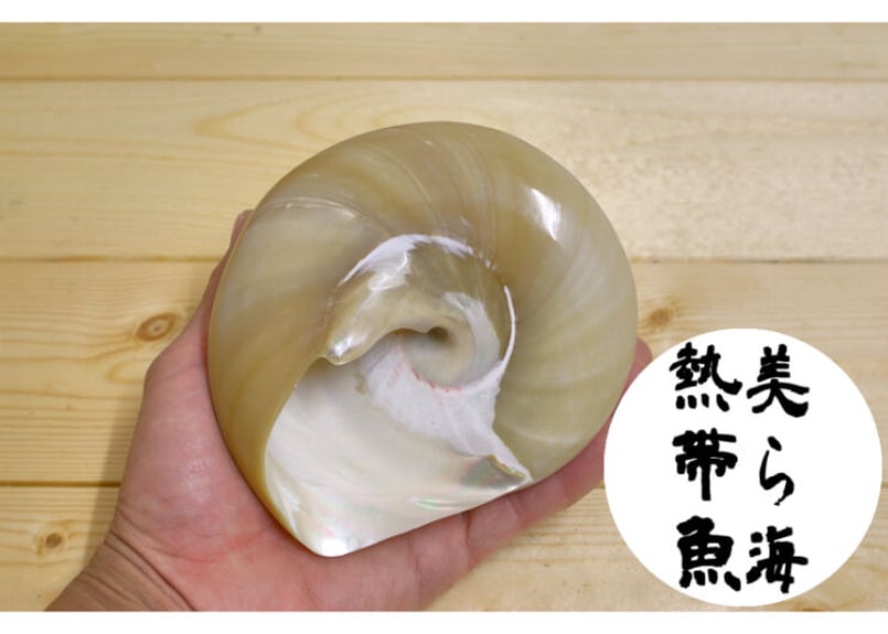 磨き高瀬貝 1個（送料無料） | 美ら海熱帯魚