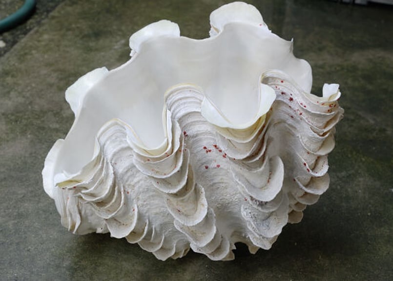 沖縄石垣島　天然　ヒレシャコ貝　シャコ貝　貝殻　希少　貴重　入手困難　大　赤珊瑚 沖縄石垣島 天然 ヒレシャコ貝 シャコ貝 貝殻 希少 貴重 入手