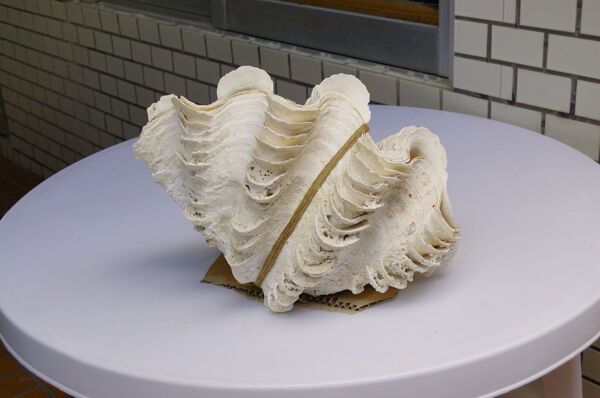 沖縄石垣島 天然 ヒレシャコ貝 シャコ貝 貝殻 希少 貴重 入手