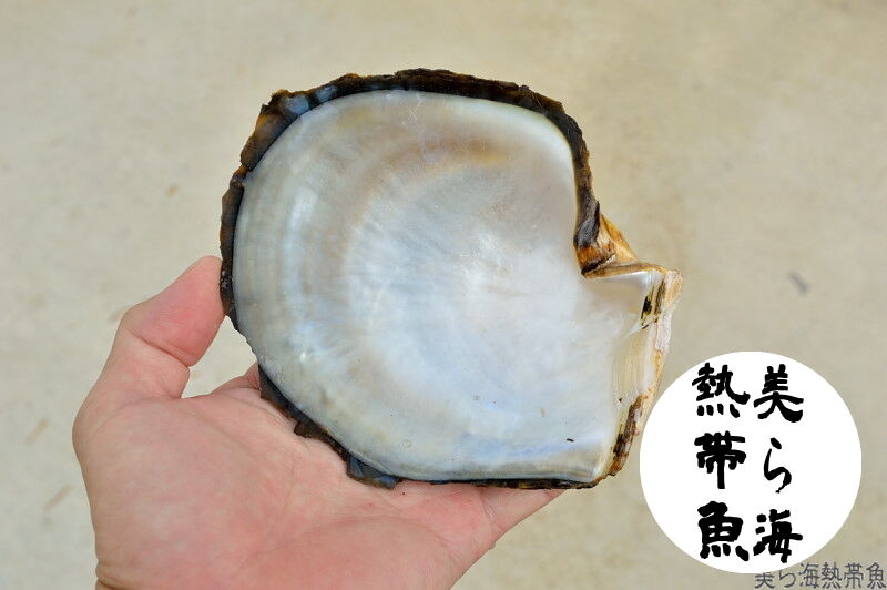 貝殻 Coluzea Groschi