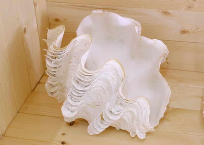 沖縄石垣島　天然　ヒレシャコ貝　シャコ貝　貝殻　希少　貴重　入手困難　大　赤珊瑚 沖縄石垣島 天然 ヒレシャコ貝 シャコ貝 貝殻 希少 貴重 入手