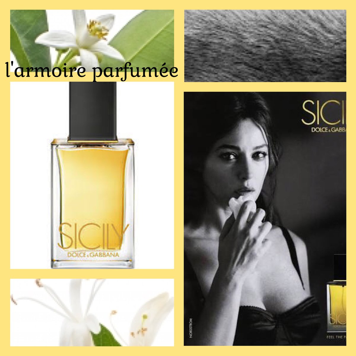 ❤️DOLCE&GABBANA SICILY 香水 シシリー EDP 50ml Sicily EDP Perfume Spray by Dolce & Gabbana D&G ~ 50 ml ~ 1.7 fl