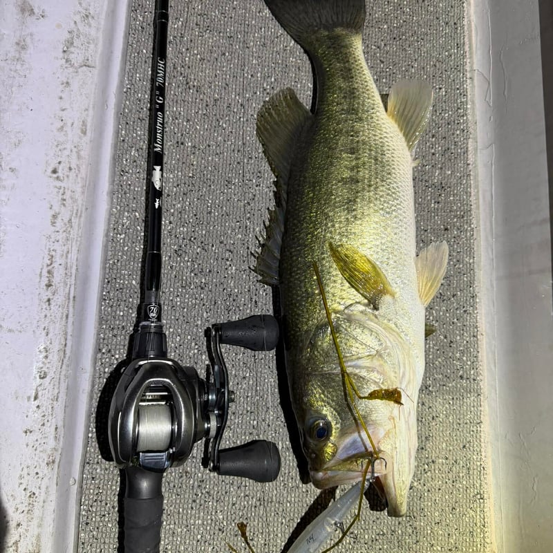 代引のみ】【一般注文販売】revonik fishing ディスパ118 | G STORE