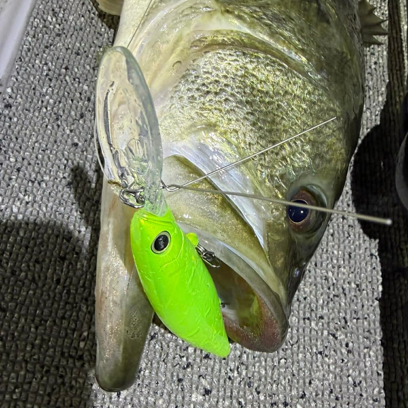 レボニックrevonik DISPA118 β版クリアーBBメロン 代引のみ】【一般注文販売】revonik fishing ディスパ118 | G STORE