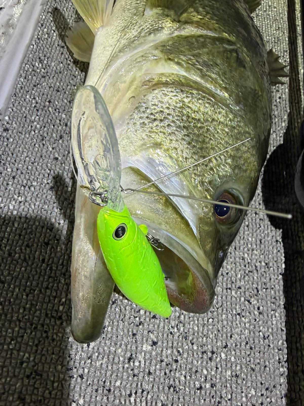 レボニックrevonik DISPA118 β版クリアーBBメロン 代引のみ】【一般注文販売】revonik fishing ディスパ118 | G STORE