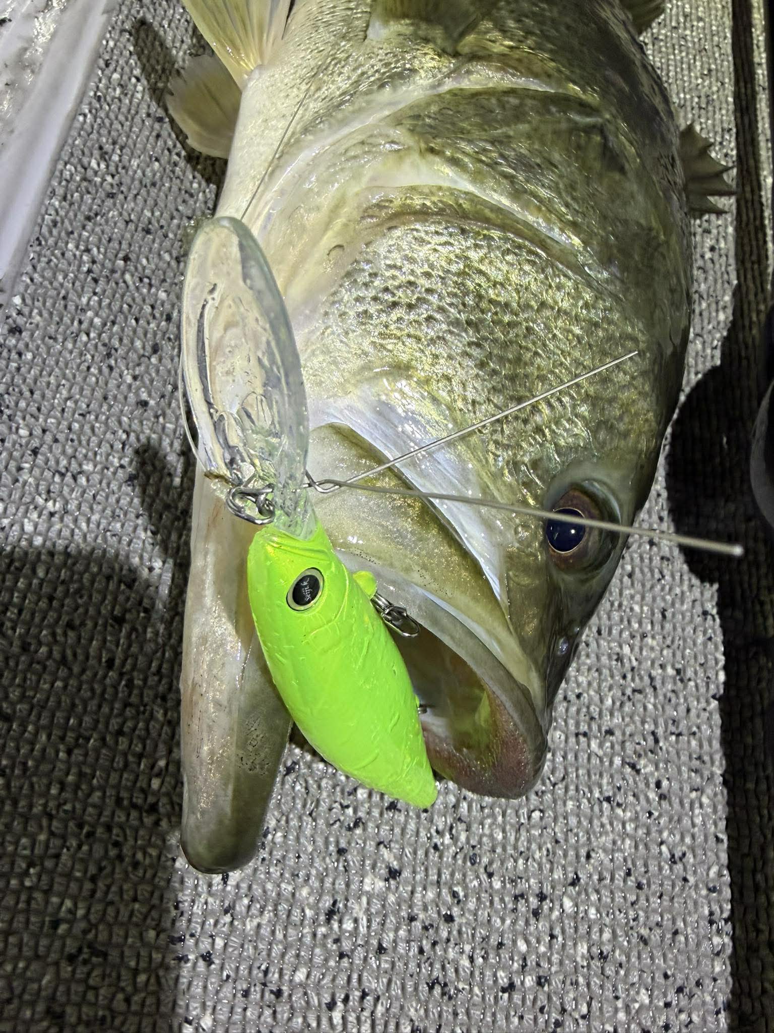 レボニックrevonik DISPA118 β版クリアーBBメロン 代引のみ】revonik fishing ディスパ118 | G STORE
