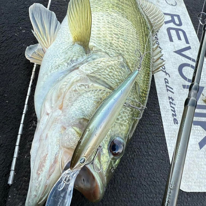 代引のみ】【一般注文販売】revonik fishing ディスパ118 | G STORE