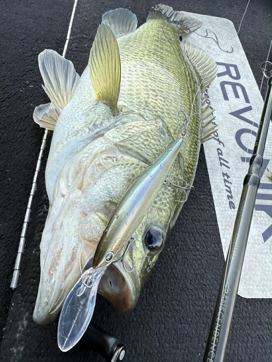 代引のみ】revonik fishing ディスパ118 | G STORE