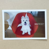 ウェスティ葉書 /赤いチェア