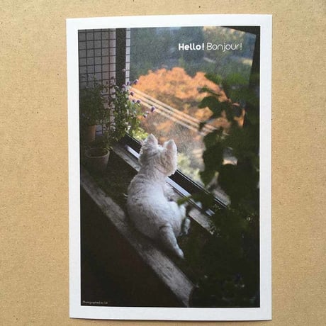 ウェスティ葉書/ベランダにて