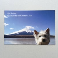 2008年版ウェスティ葉書