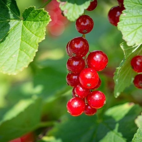 Howlett Farm/ 4 Berries 4 You Jam・4種のベリーのジャム（カシス・ハスカップ・レッドカラント・アロニア）