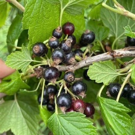 Howlett Farm/ 4 Berries 4 You Jam・4種のベリーのジャム（カシス・ハスカップ・レッドカラント・アロニア）