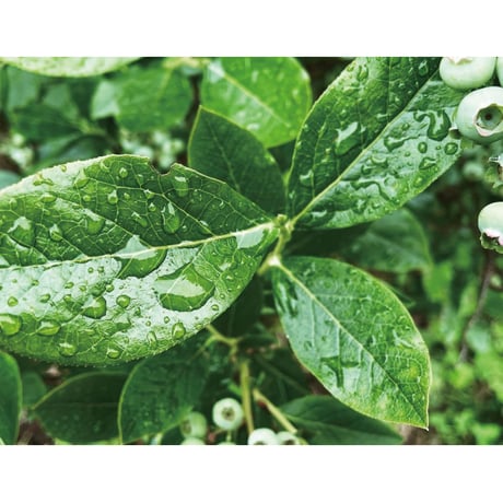 Howlett Farm・ブルーベリーの葉のお茶【ネイテイブアメリカンの伝統茶】