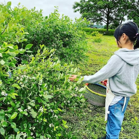 RomioRi × HOWLETT FARM・雫のハーブパッド　◉レンジであたためるハーブパッド"SHIZUKU"