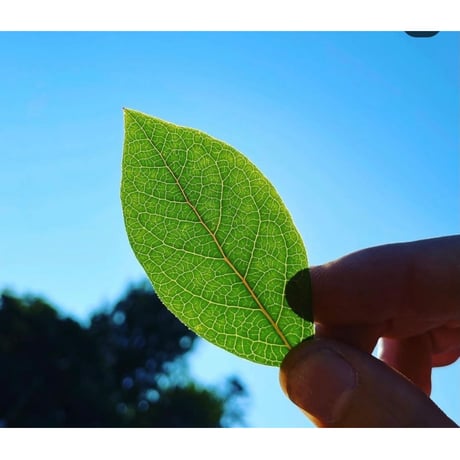 Howlett Farm・ブルーベリーの葉のお茶【ネイテイブアメリカンの伝統茶】