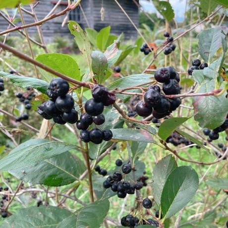 Howlett Farm/ 4 Berries 4 You Jam・4種のベリーのジャム（カシス・ハスカップ・レッドカラント・アロニア）