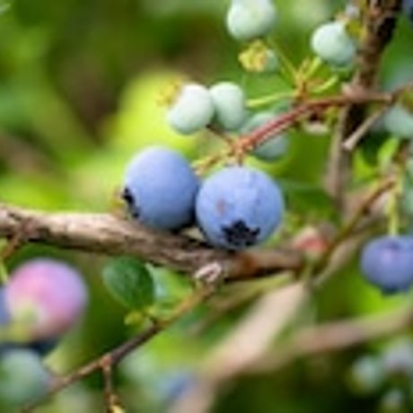 Howlett Farm / Blueberry jam ブルーベリージャム