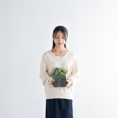 多肉植物のBOXフラワー