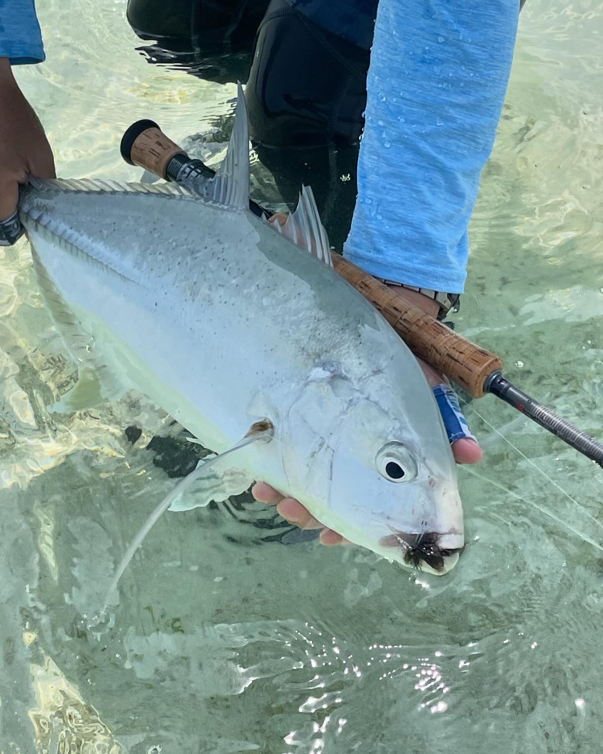Yamaga Blanks ENNE Saltwater Fly Rod ヤマガブランクス