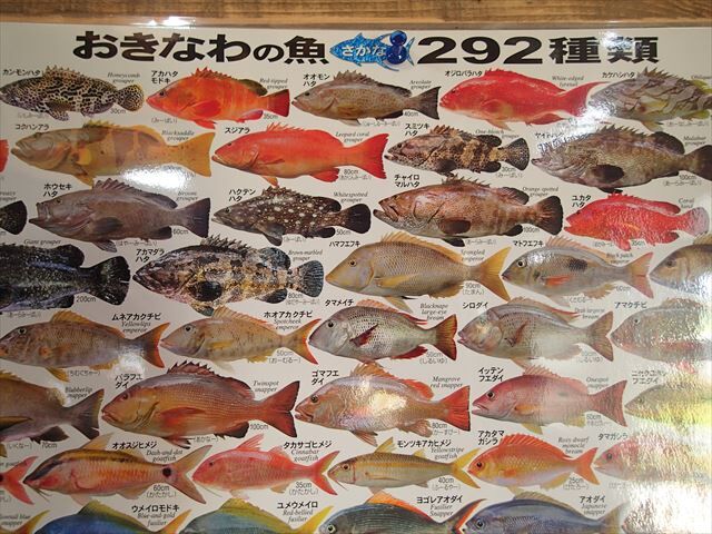 魚　ポスター　漁方 おきなわの魚ポスター | mkb outfitters