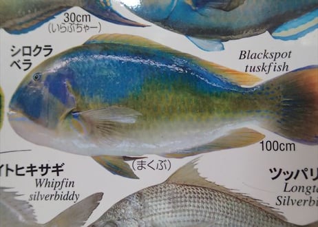 おきなわの魚ポスター