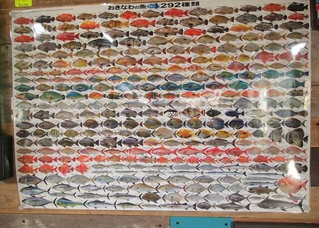おきなわの魚ポスター